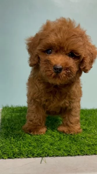 CUCCIOLI DI BARBONCINO TAGLIA TOY