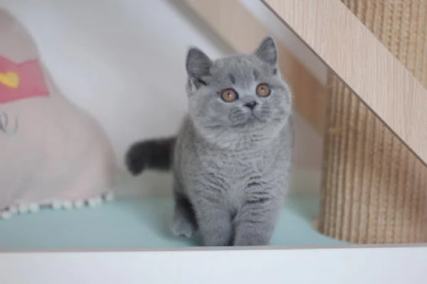 Due meravigliose British shorthair | Foto 0