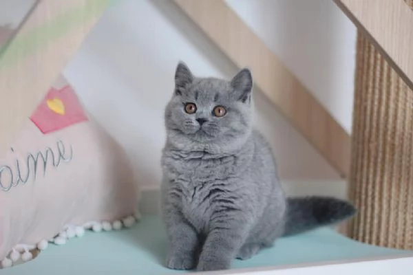 BELLISSIMI Gatti British shorthair