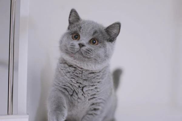 Gattini British Shorthair