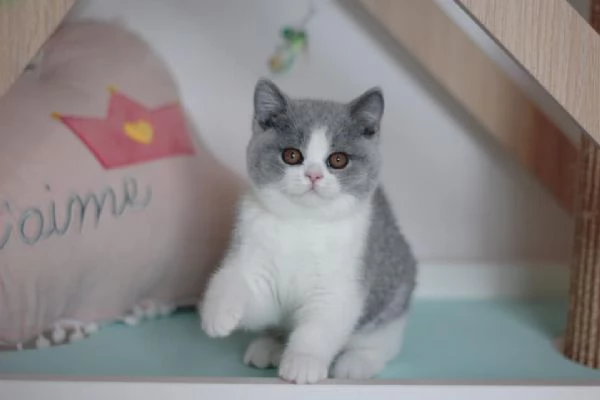 Gattini British Shorthair | Foto 0