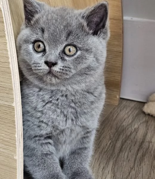 Gatti British shorthair | Foto 0