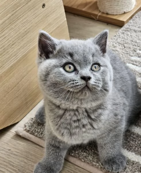 Gatti British shorthair