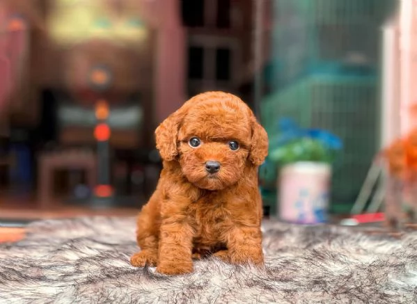 Disponibili Cuccioli di Barboncino Toy  Maschi e Femmine