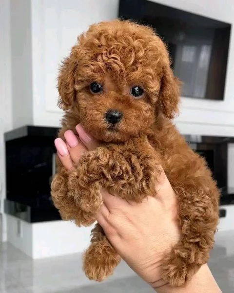 Cuccioli di barboncini toy | Foto 2