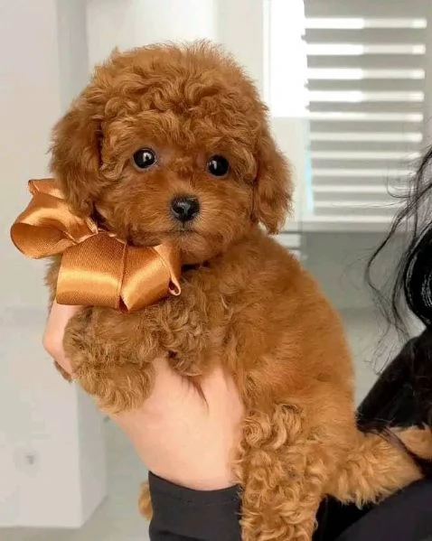 Cuccioli di barboncini toy | Foto 0