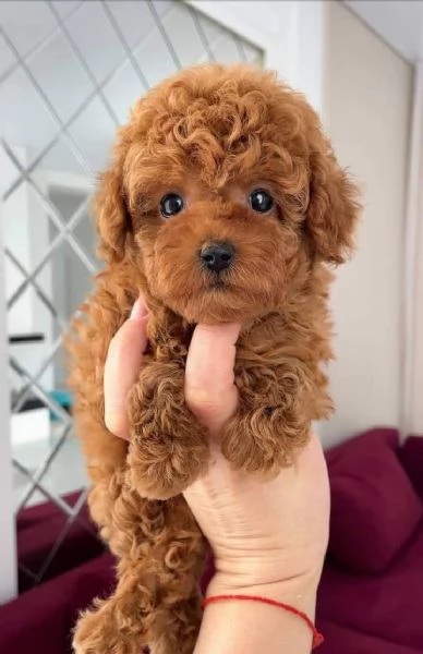 Cuccioli Barboncino toy