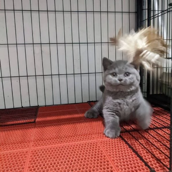 British shorthair maschio e femmina