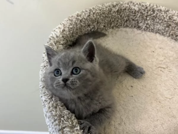 Cuccioli British shorthair | Foto 0