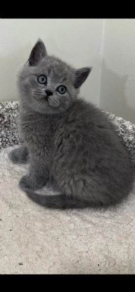 Due cucciole british shorthair