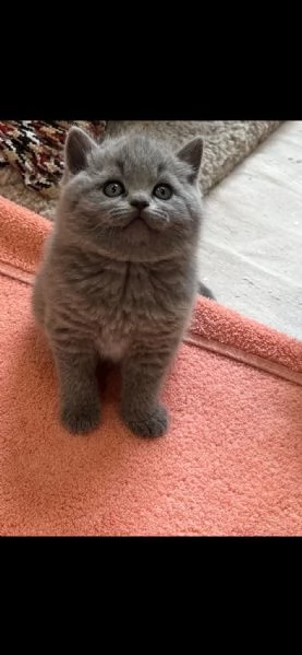 Bellissime cucciolate di british shorthair | Foto 0