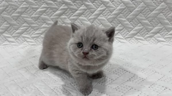 Cucciolo di British Shorthair 