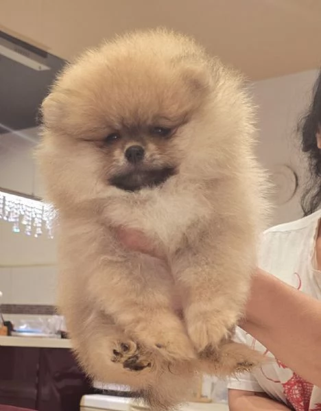 Cuccioli di Spitz di Pomerania | Foto 6