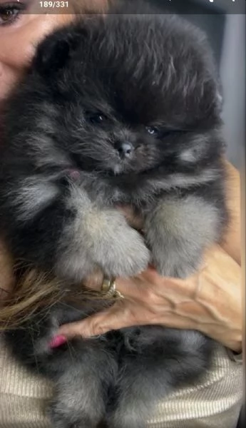Cuccioli di Spitz di Pomerania | Foto 5