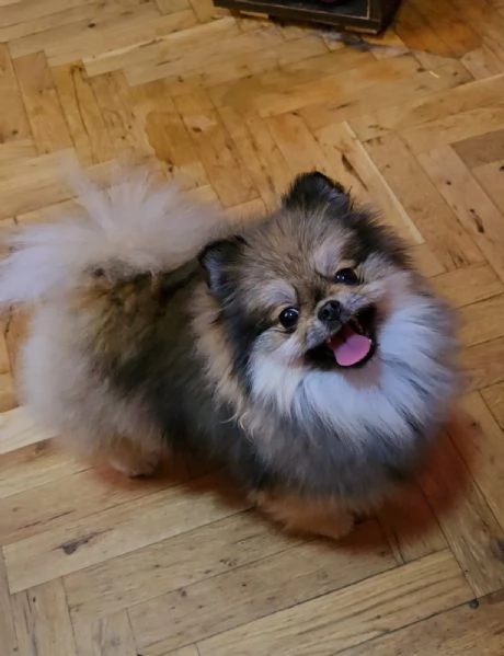 Cuccioli di Spitz di Pomerania | Foto 4