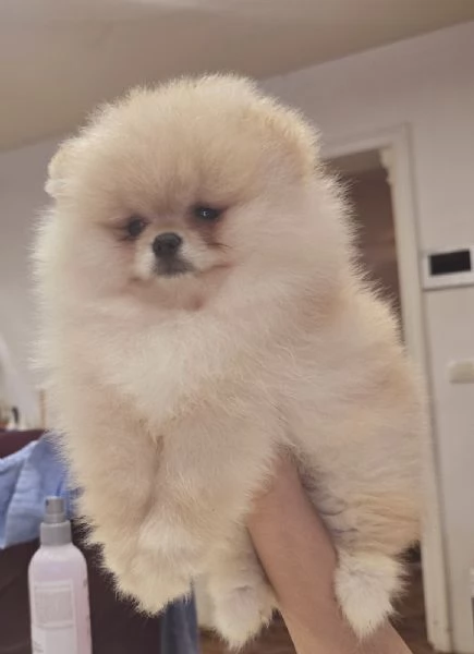 Cuccioli di Spitz di Pomerania | Foto 2