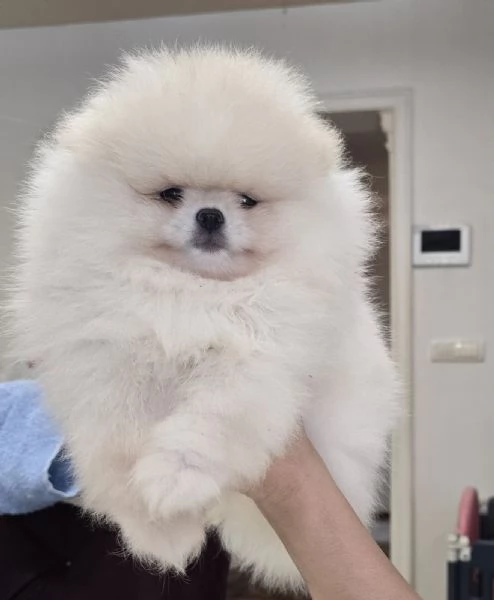 Cuccioli di Spitz di Pomerania