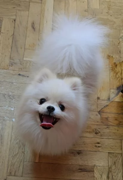 Cuccioli di Spitz di Pomerania | Foto 0