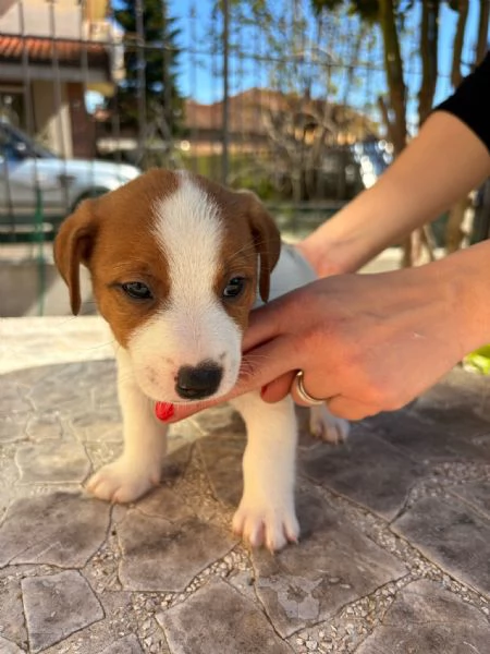 Cedo cuccioli di Jack russell terrier con pedigree Enci 