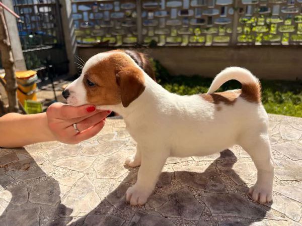 Cedo cuccioli di Jack russell terrier con pedigree Enci  | Foto 4