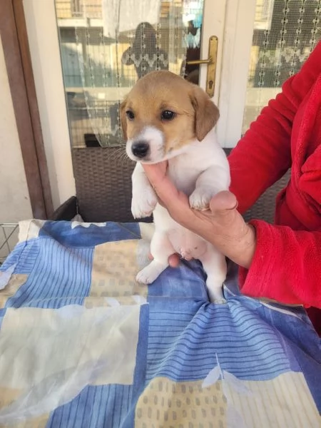 Cedo cuccioli di Jack russell terrier con pedigree Enci  | Foto 3