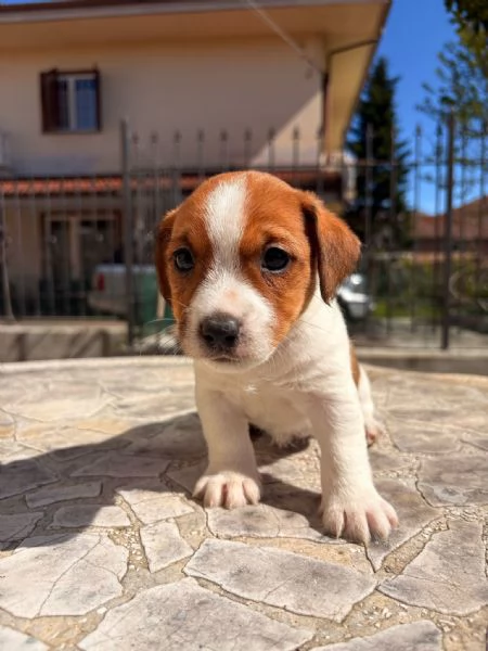 Cedo cuccioli di Jack russell terrier con pedigree Enci  | Foto 2