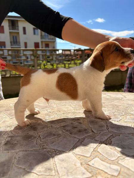 Cedo cuccioli di Jack russell terrier con pedigree Enci  | Foto 1