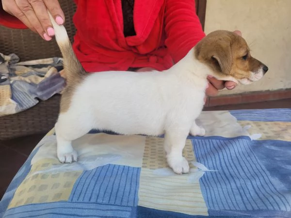Cedo cuccioli di Jack russell terrier con pedigree Enci  | Foto 0