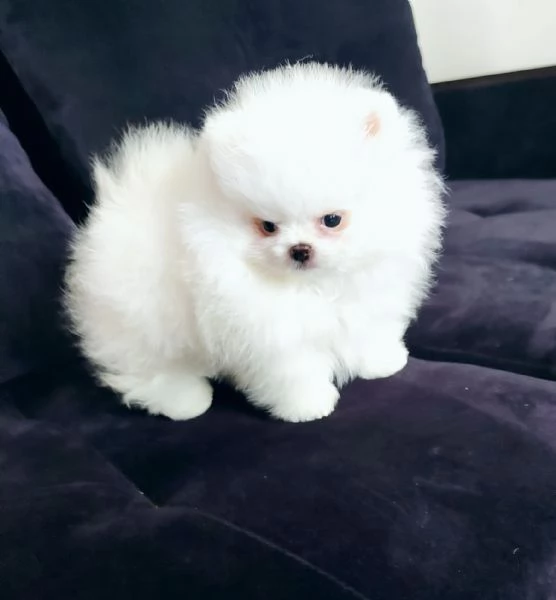 SPITZ DI POMERANIA NANOBIANCO | Foto 0