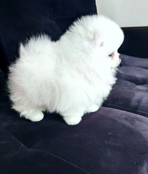 SPITZ DI POMERANIA NANOBIANCO