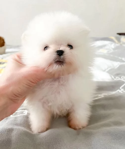 Cuccioli POMERANIA toy