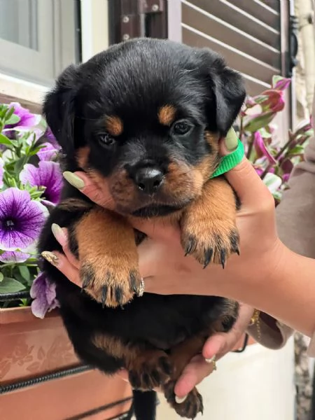 Cuccioli rottweiler 