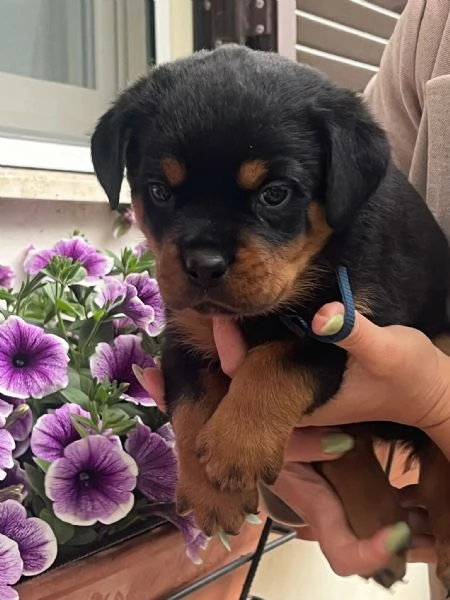 Cuccioli rottweiler  | Foto 6