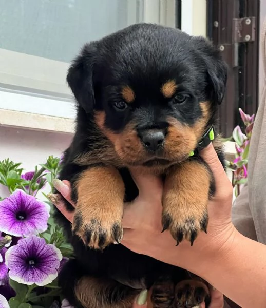 Cuccioli rottweiler  | Foto 5