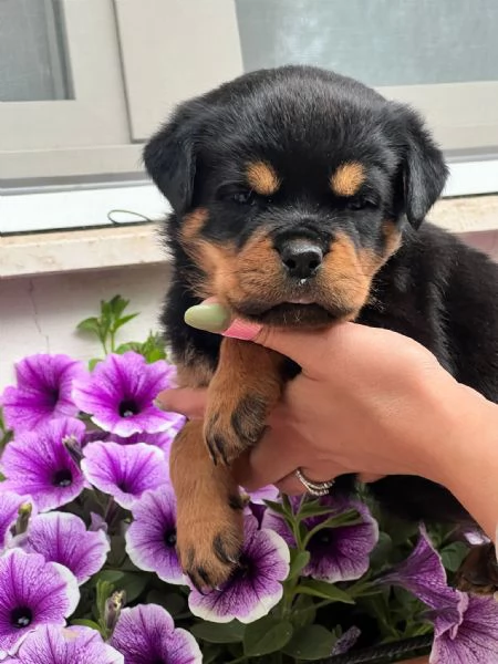 Cuccioli rottweiler  | Foto 4