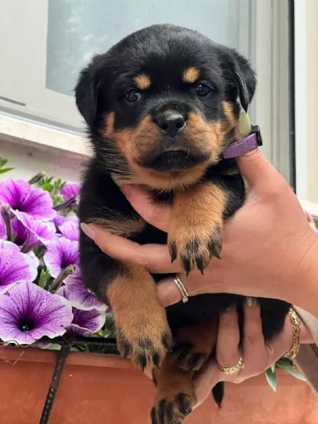 Cuccioli rottweiler  | Foto 3