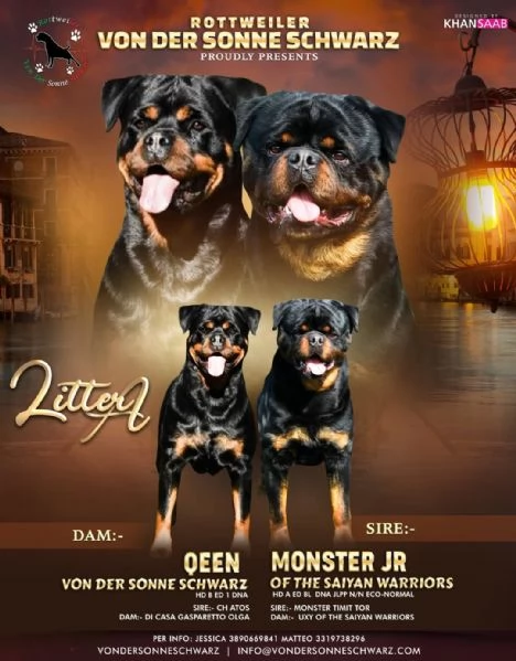 Cuccioli rottweiler  | Foto 2