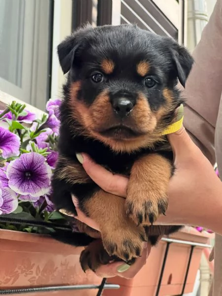Cuccioli rottweiler  | Foto 1