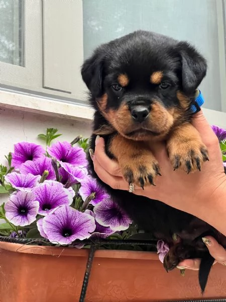 Cuccioli rottweiler  | Foto 0