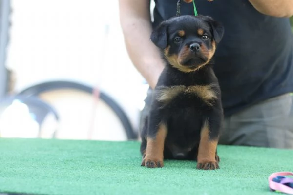 Cuccioli rottweiler 