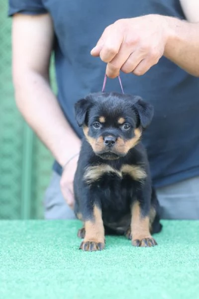 Cuccioli rottweiler  | Foto 6