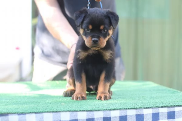 Cuccioli rottweiler  | Foto 5