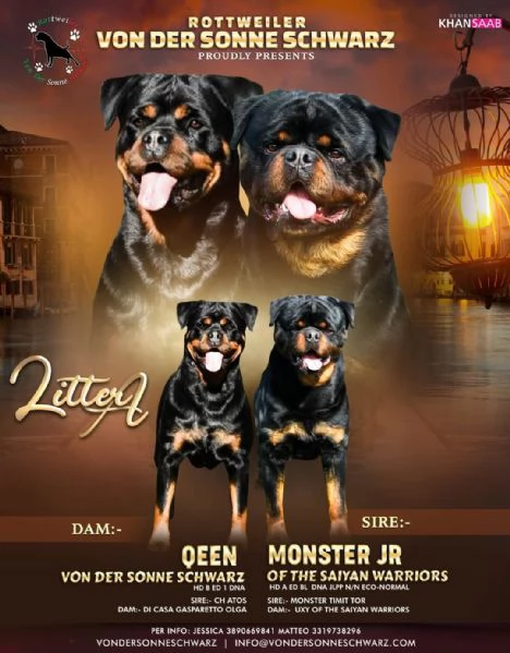 Cuccioli rottweiler  | Foto 4
