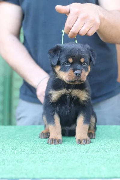 Cuccioli rottweiler  | Foto 3