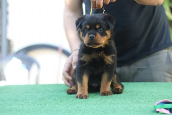 Cuccioli rottweiler  | Foto 2