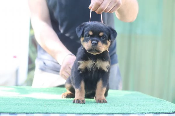 Cuccioli rottweiler  | Foto 1