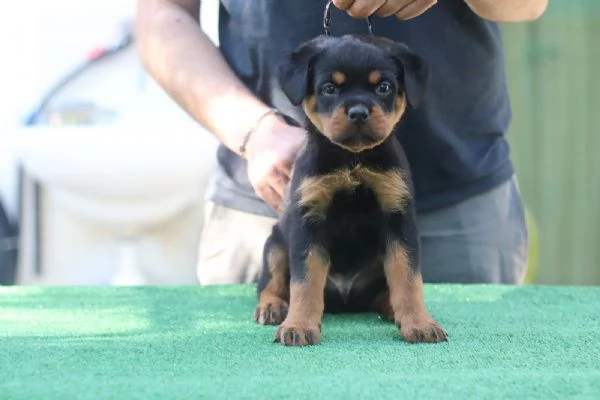 Cuccioli rottweiler  | Foto 0