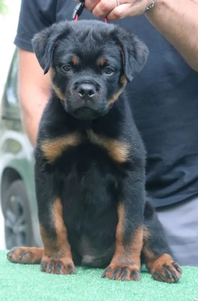 Cucciola rottweiler  | Foto 0
