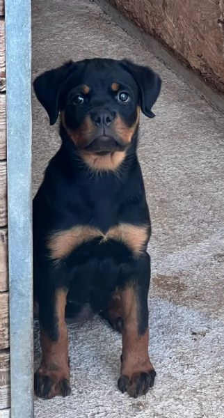 Cucciola rottweiler 