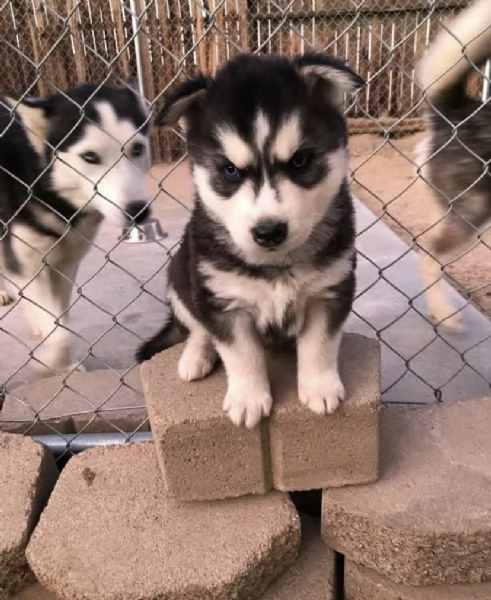 Disponibile 3 cuccioli Siberian Husky 